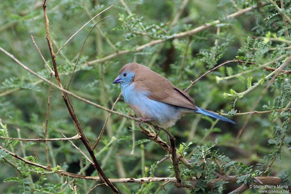 Blue Waxbilladult