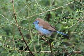 Blue Waxbill