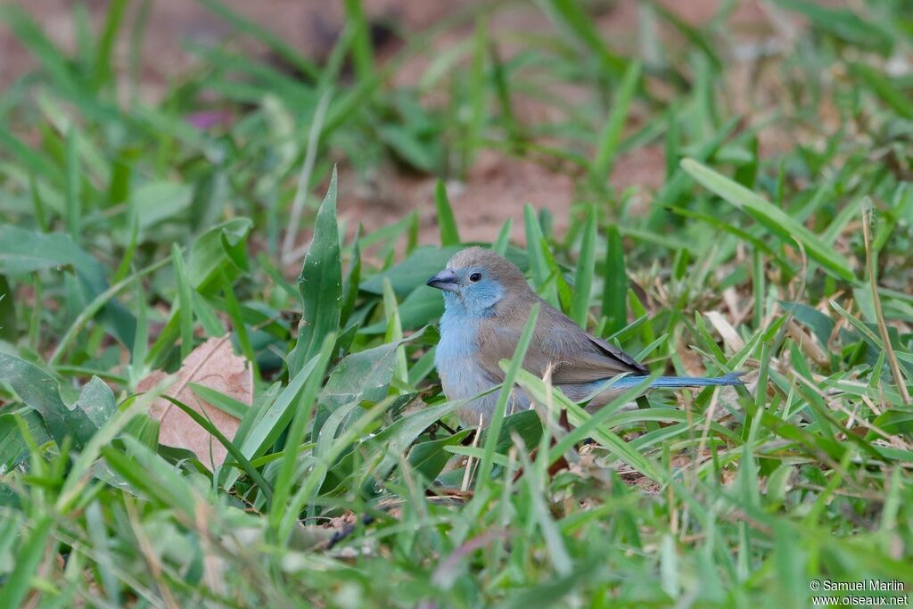 Blue Waxbill