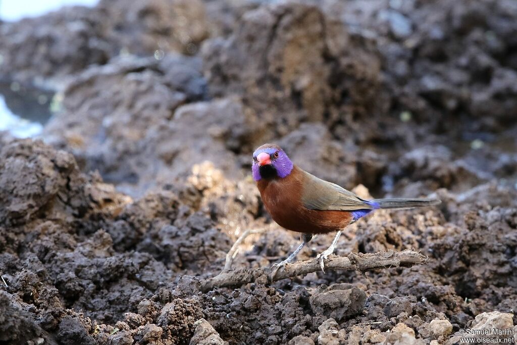 Violet-eared Waxbill male adult