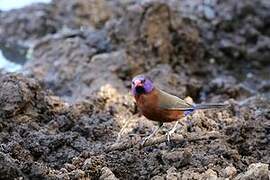 Violet-eared Waxbill