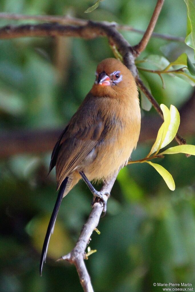 Purple Grenadier female adult