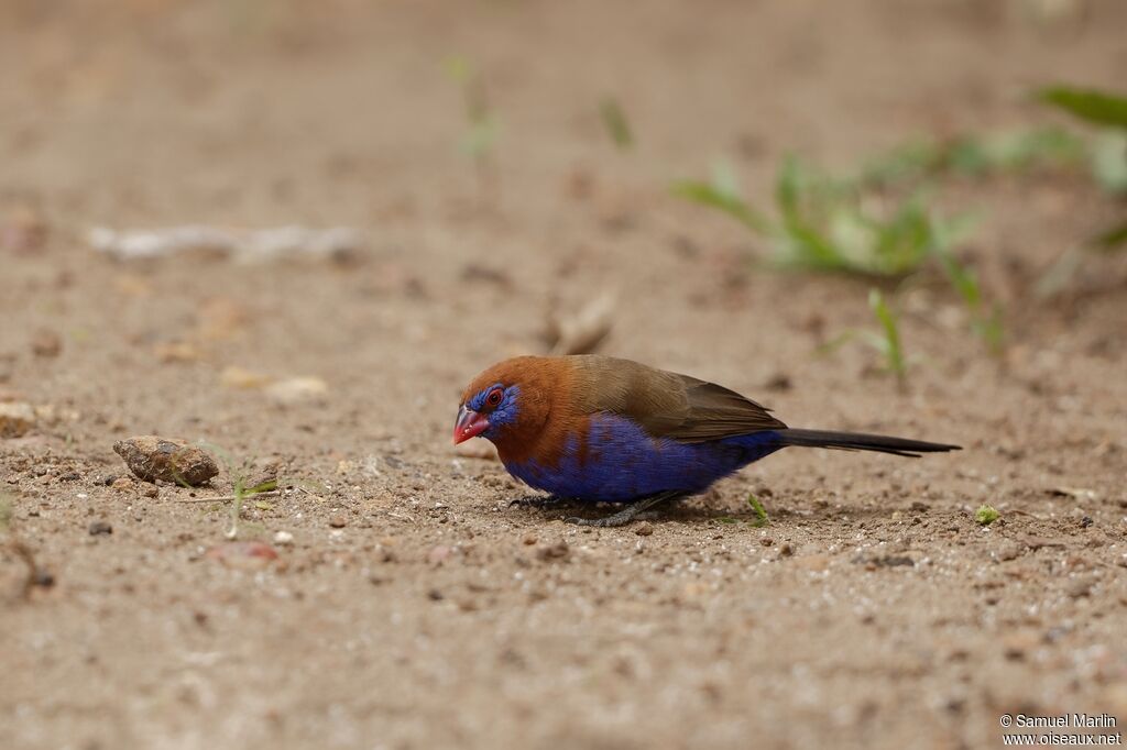 Purple Grenadier male adult