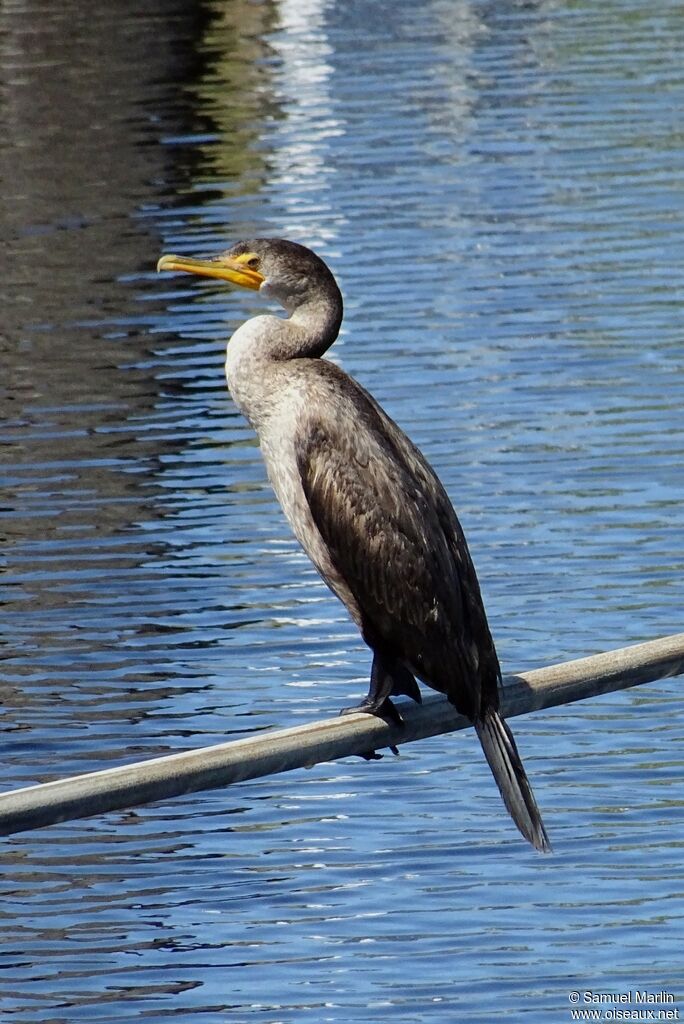 Cormoran à aigrettesjuvénile