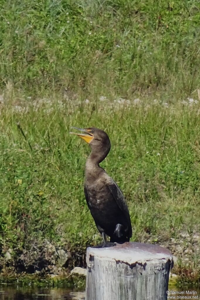 Double-crested Cormorantadult