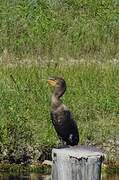 Double-crested Cormorant