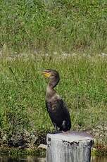 Cormoran à aigrettes