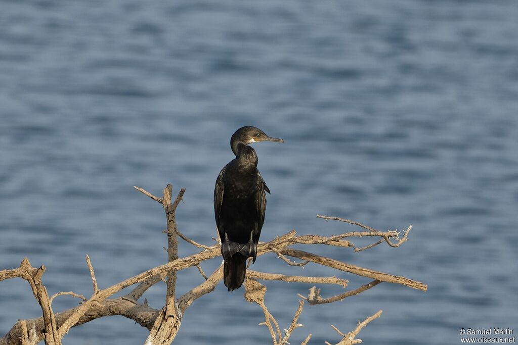 Indian Cormorantadult