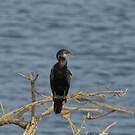 Cormoran à cou brun