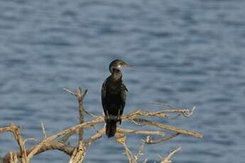 Cormoran à cou brun