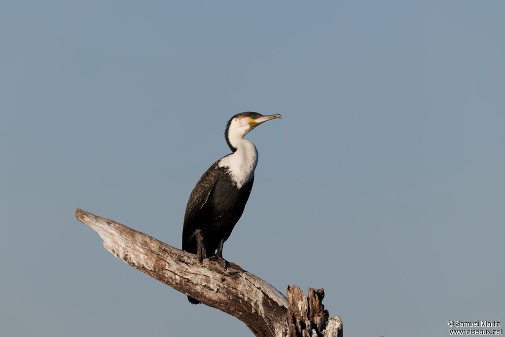 Cormoran à poitrine blanche