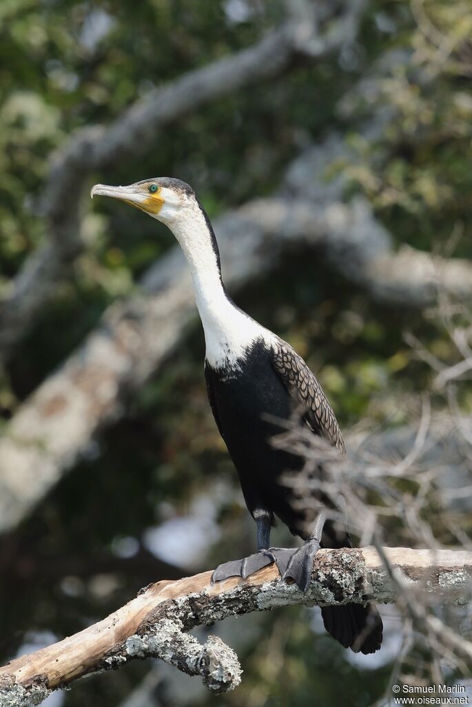 Cormoran à poitrine blancheadulte