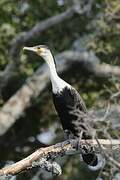 Cormoran à poitrine blanche