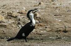 Cormoran à poitrine blanche