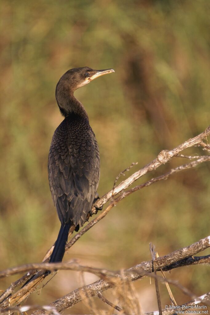 Cormoran africainadulte