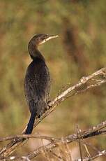 Cormoran africain