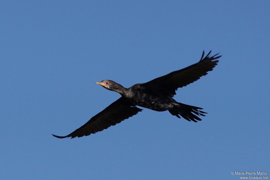 Cormoran africainadulte, Vol