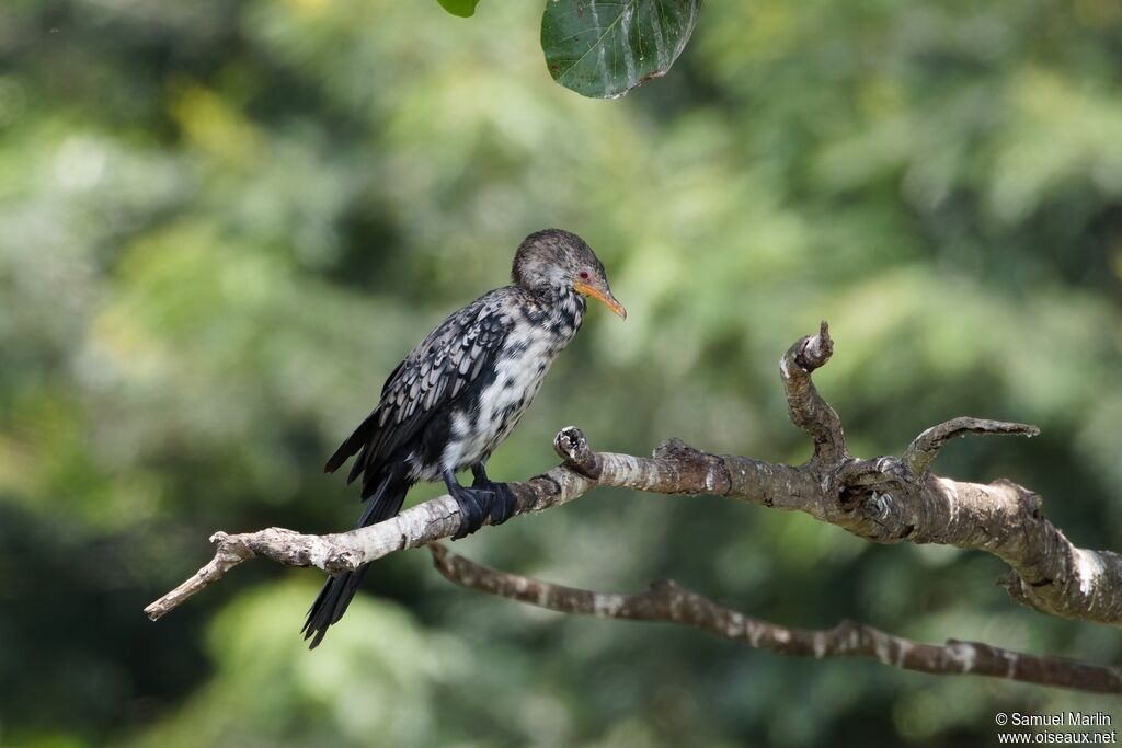 Cormoran africainadulte