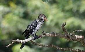 Reed Cormorant