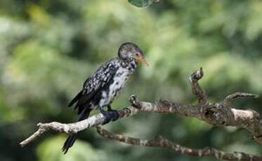 Cormoran africain