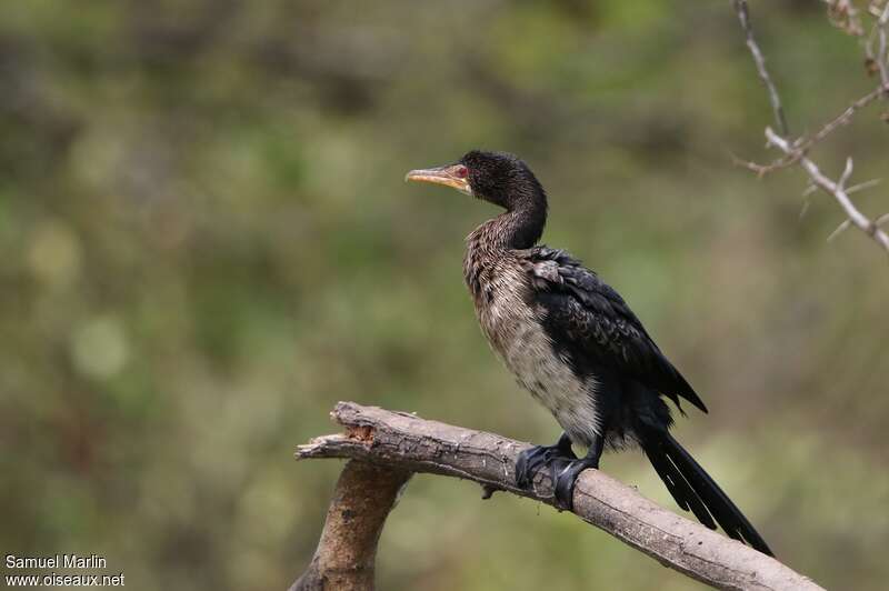 Cormoran africainimmature, identification