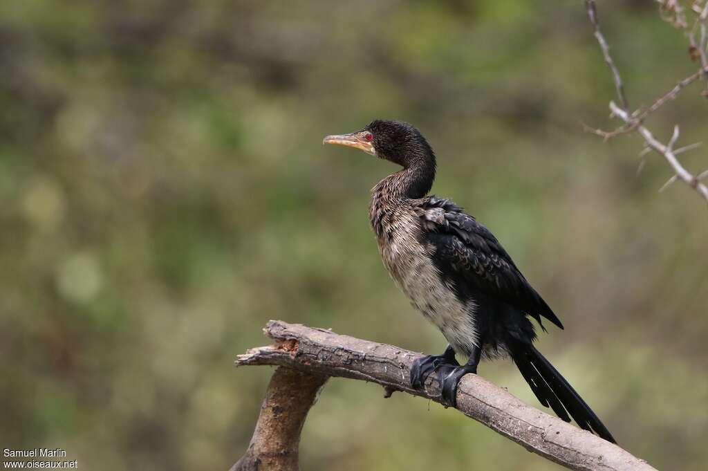 Reed Cormorantimmature, identification