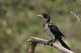 Cormoran africain