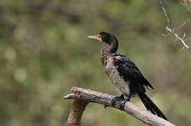 Reed Cormorant