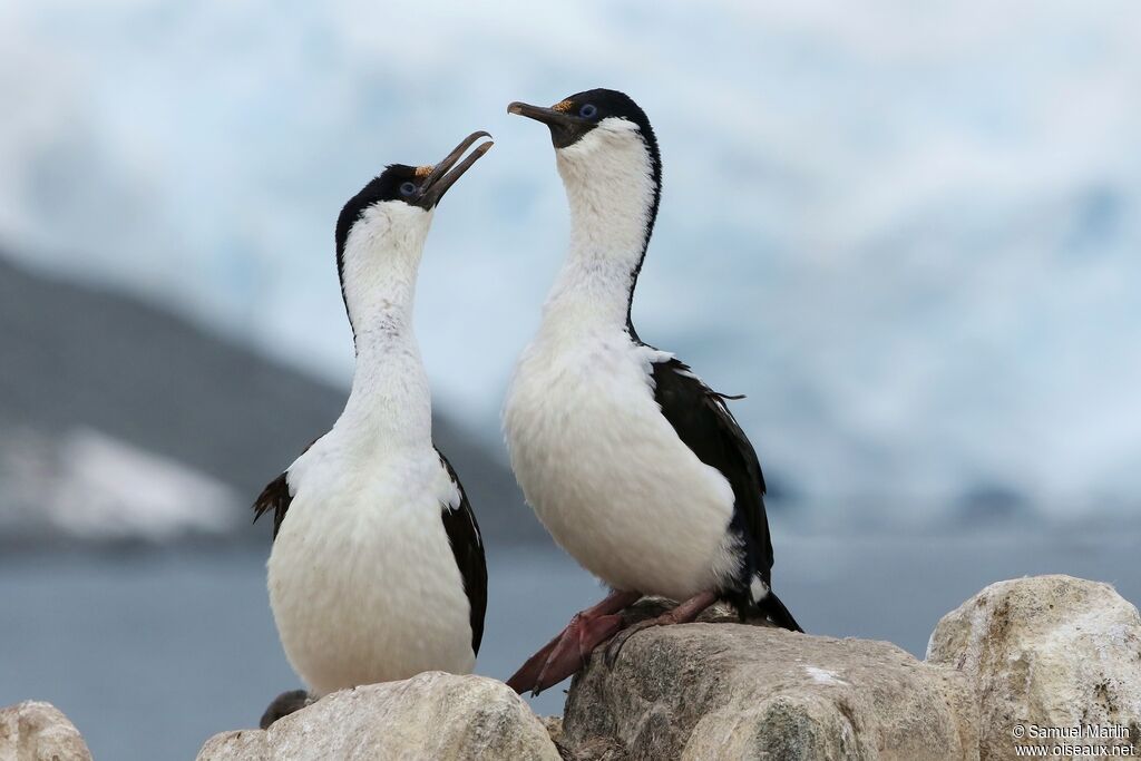 Antarctic Shagadult breeding, courting display