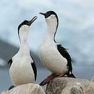 Cormoran antarctique