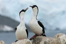 Cormoran antarctique