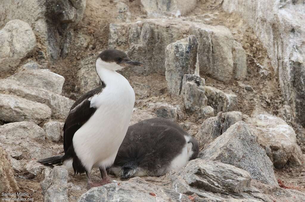 Cormoran antarctiquejuvénile