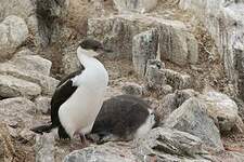 Cormoran antarctique