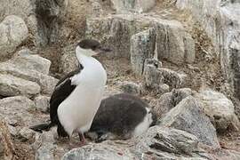 Antarctic Shag