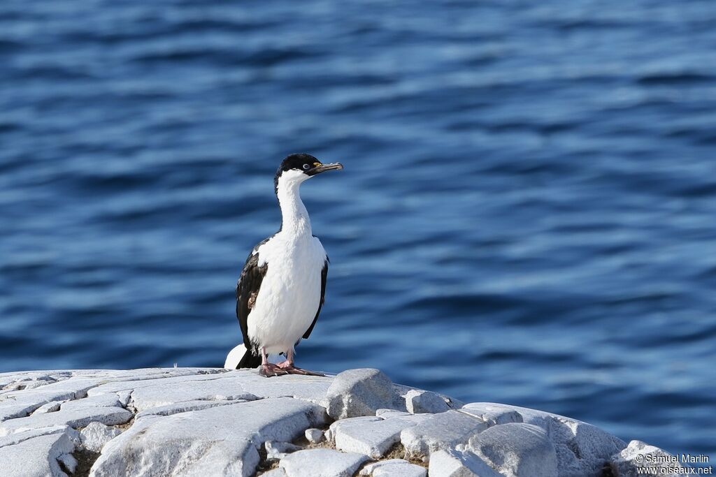 Cormoran antarctique mâle adulte