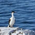 Cormoran antarctique