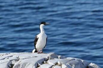 Cormoran antarctique