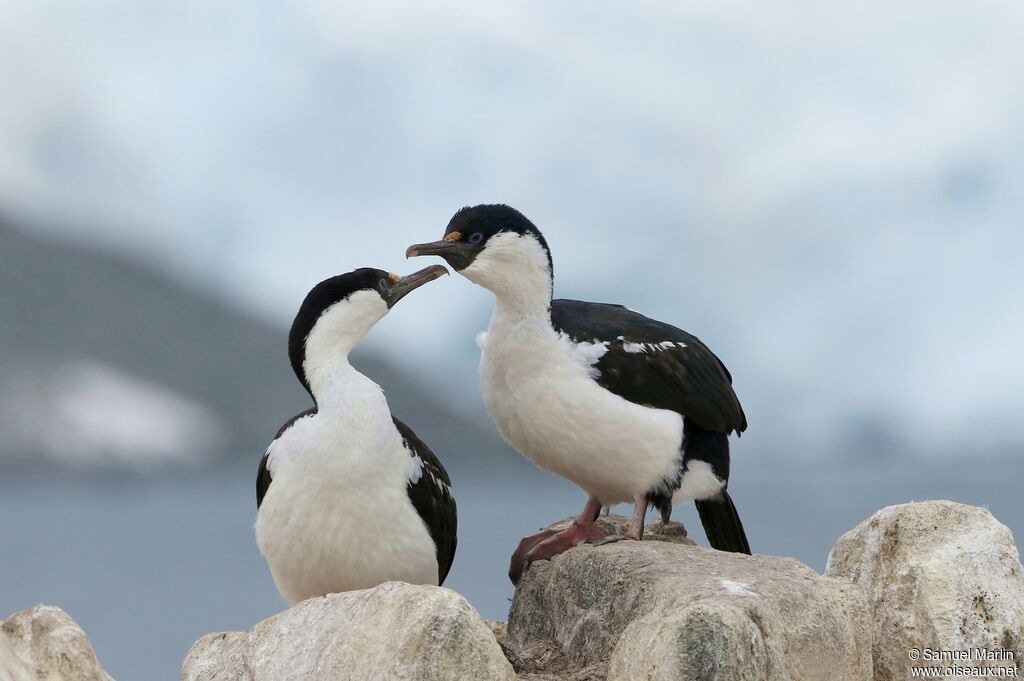 Antarctic Shagadult breeding, courting display