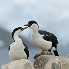 Cormoran antarctique