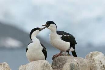 Cormoran antarctique