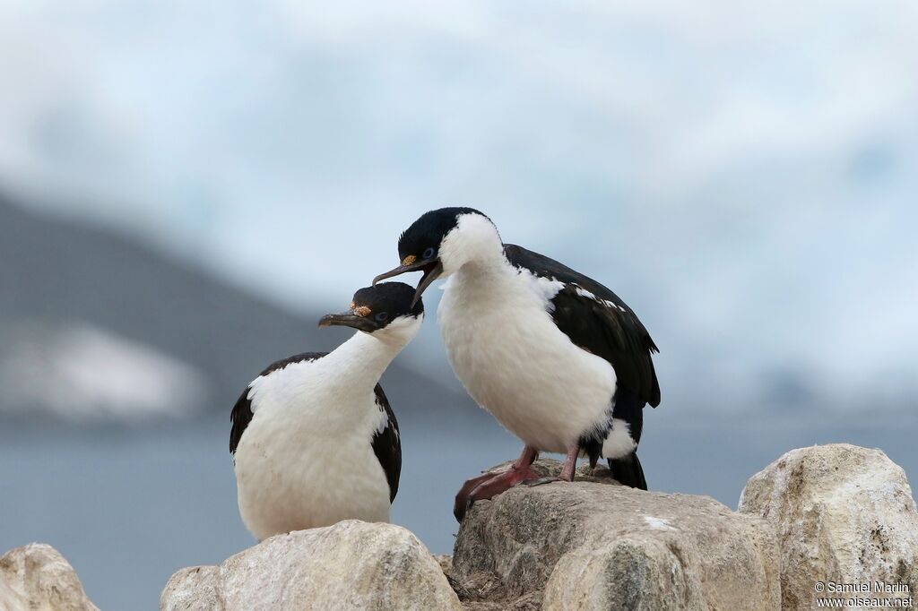 Cormoran antarctiqueadulte nuptial, parade