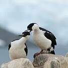 Cormoran antarctique