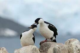 Antarctic Shag