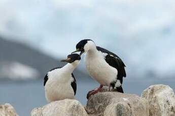 Cormoran antarctique