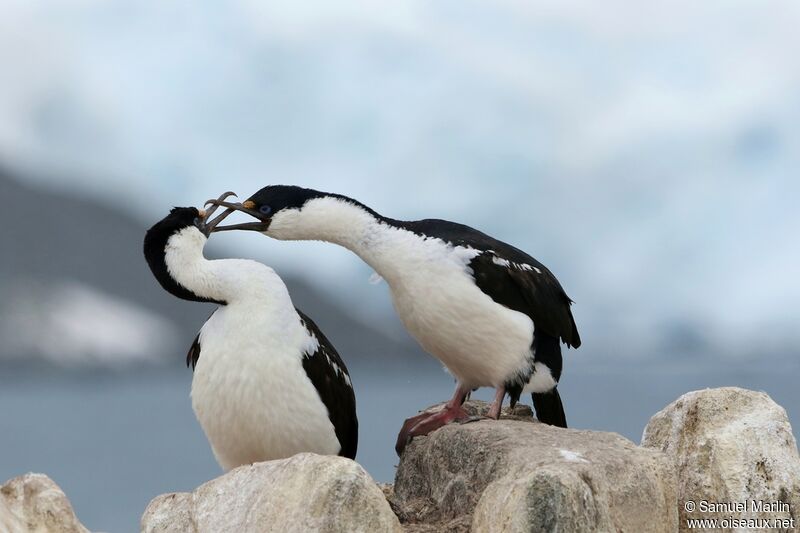 Antarctic Shagadult breeding, courting display