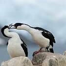 Cormoran antarctique