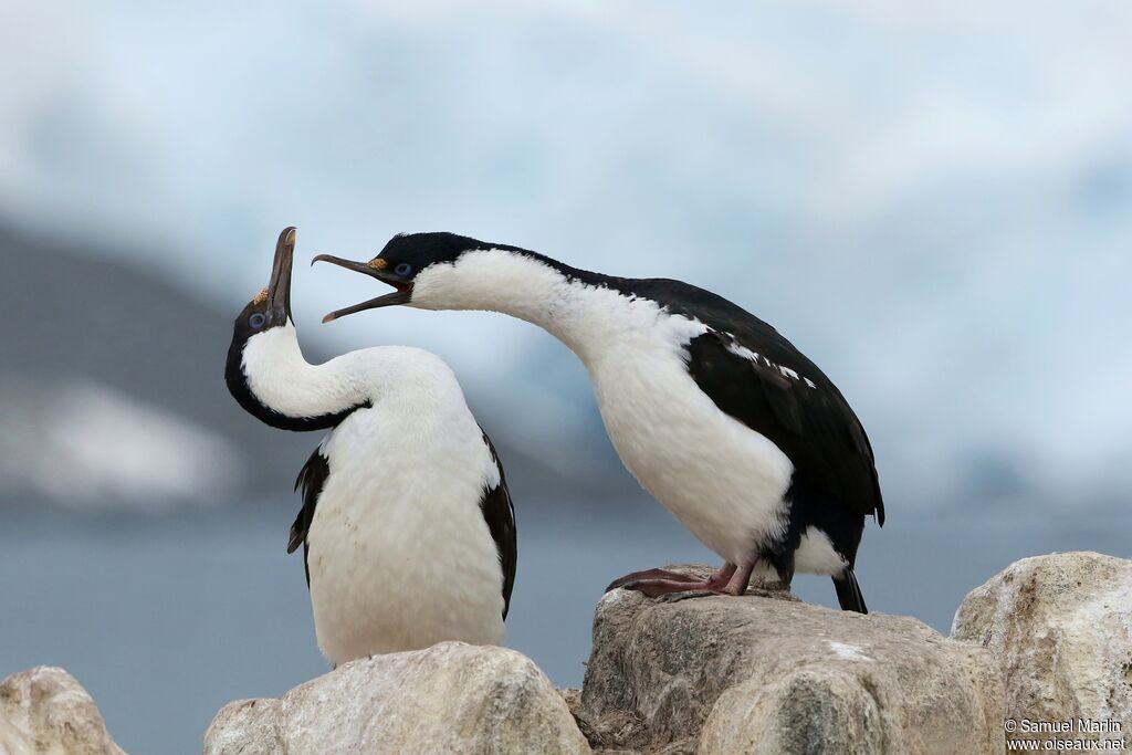 Cormoran antarctiqueadulte nuptial, parade