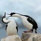 Cormoran antarctique