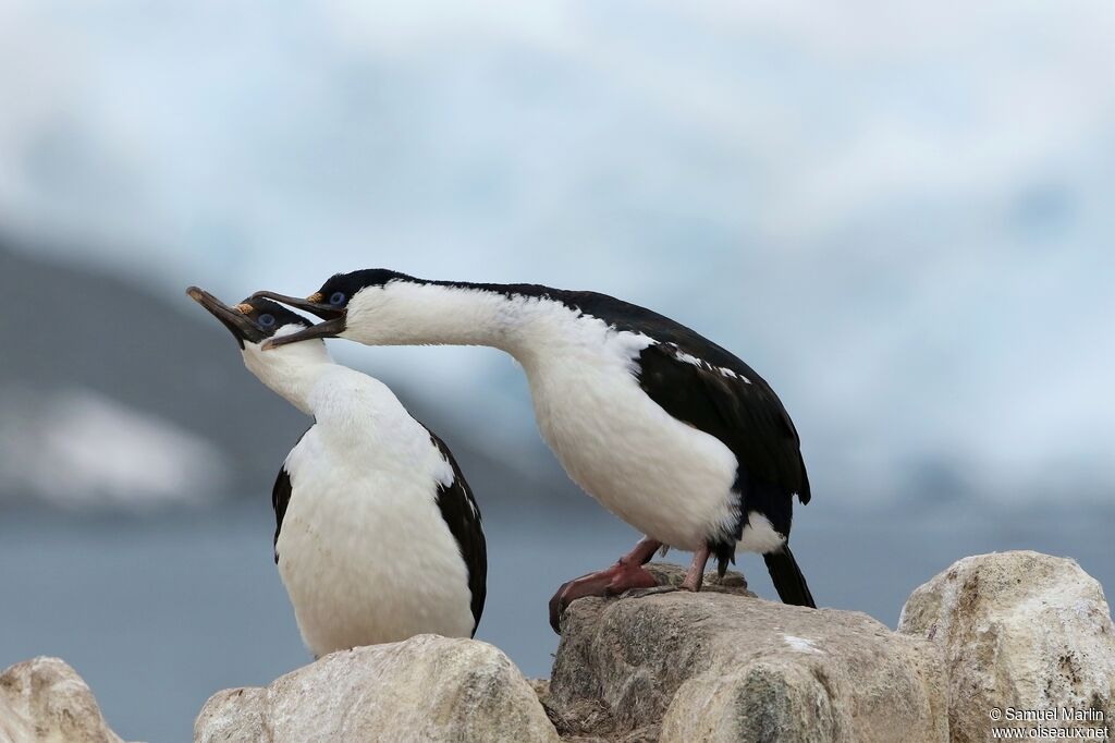 Antarctic Shagadult breeding, courting display