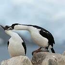 Cormoran antarctique